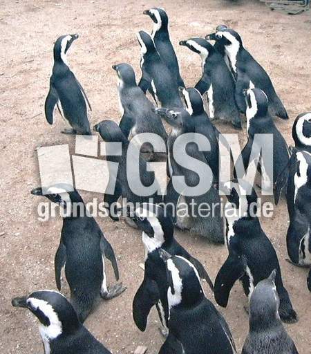 Brillenpinguine-1.jpg